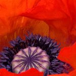 Poppy by My Art and Photography