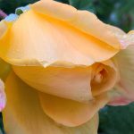 Yellow Rose after the Rain by My Art and Photography