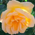 Yellow Rose by My Art and Photography